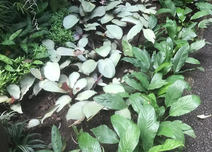 Séjour chez l'habitant Gus Arditya Ubud